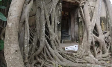 The ordination hall is covered by the roots of the trees